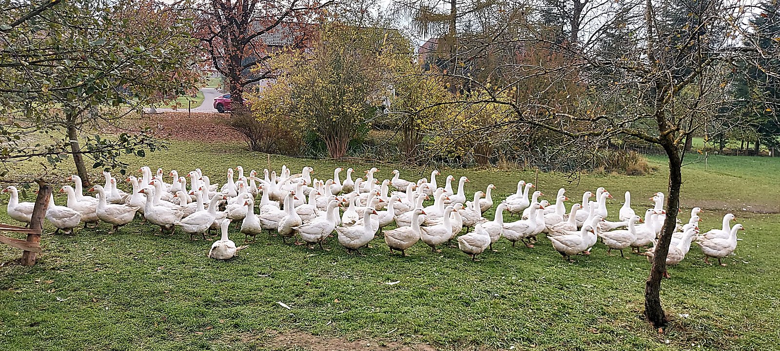 Weidegänse von Böhubers Hofladen auf der Wiese