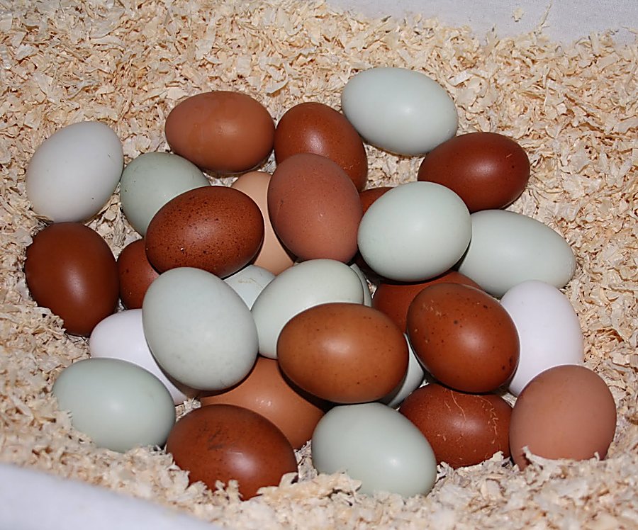 Eier